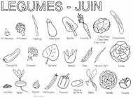 Coloriage - Légumes de saison - Juin