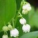 Lily of the valley on May 1st