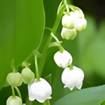Coloring Pages Lily of the valley on May 1st