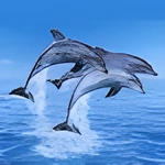 Coloring Pages Dolphins